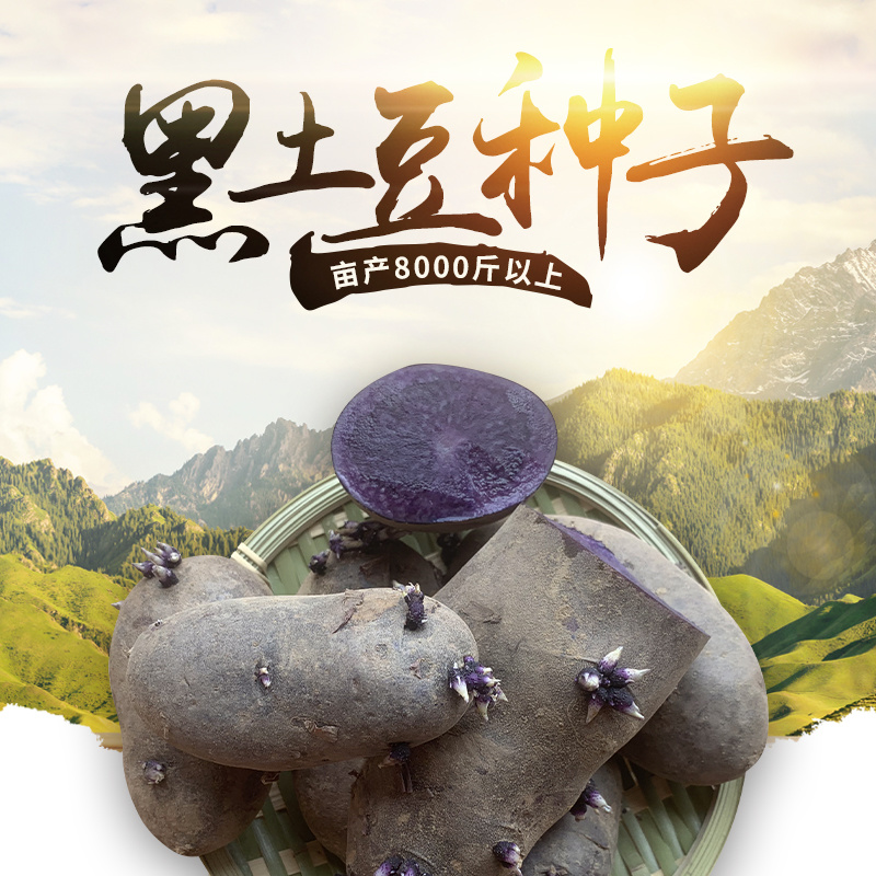 山东黑土豆种子脱毒产量高常年供应一件代发货源充足