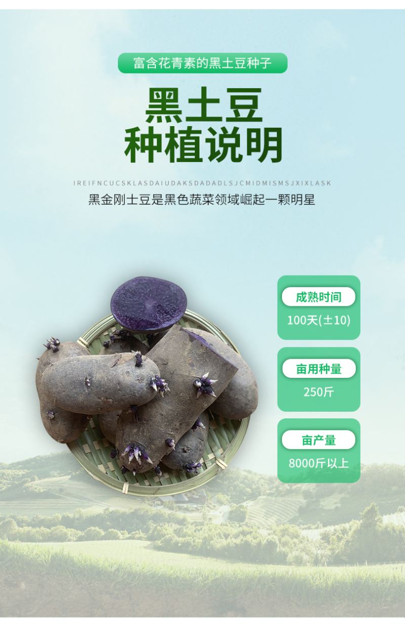山东黑土豆种子脱毒产量高常年供应一件代发货源充足