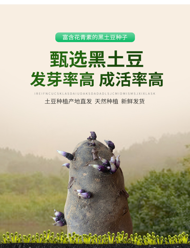 山东黑土豆种子脱毒产量高常年供应一件代发货源充足