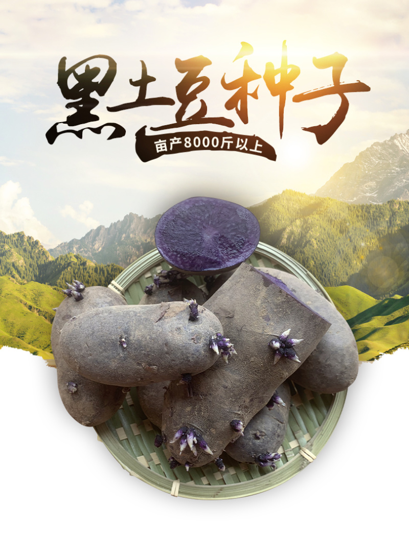 山东黑土豆种子脱毒产量高常年供应一件代发货源充足