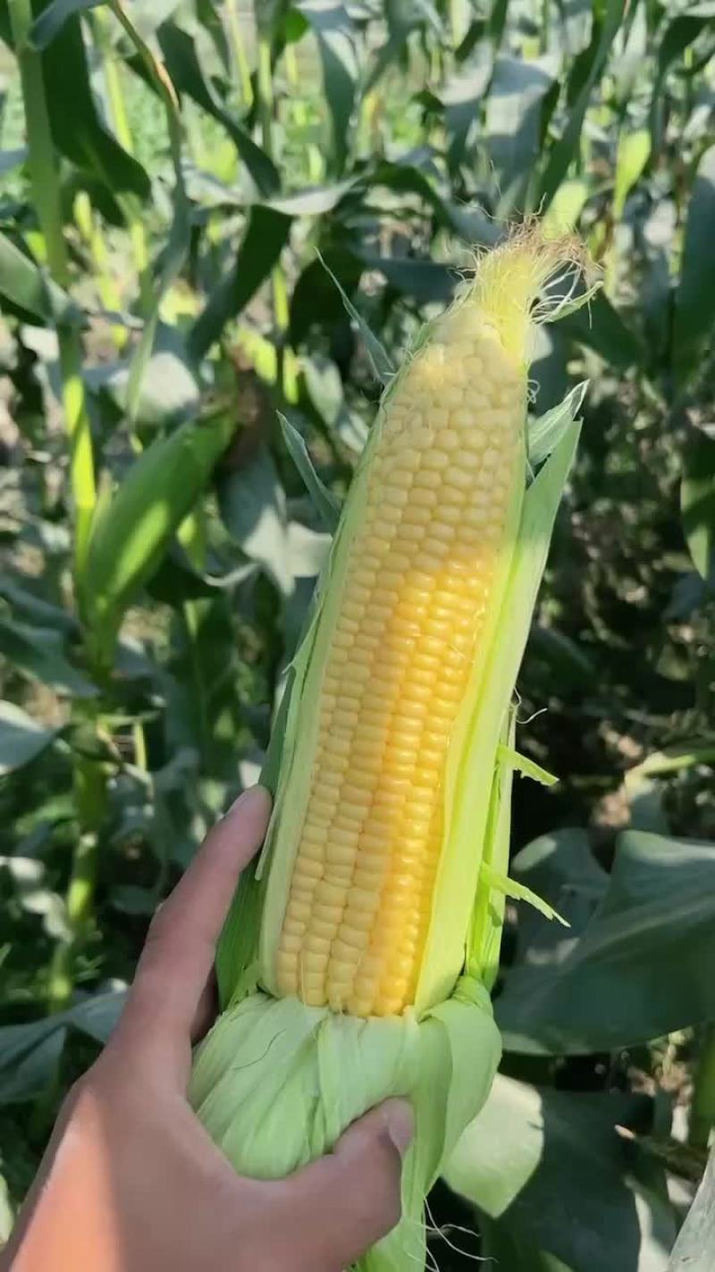 【太阳花水果玉米】对接批发商产地直供诚信经营
