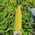 【太阳花水果玉米】对接批发商产地直供诚信经营