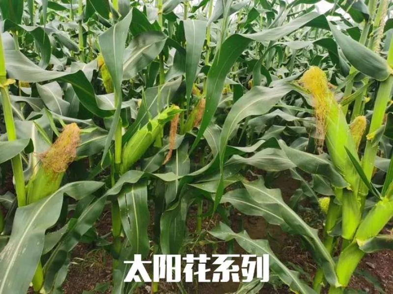 【太阳花水果玉米】对接批发商产地直供诚信经营
