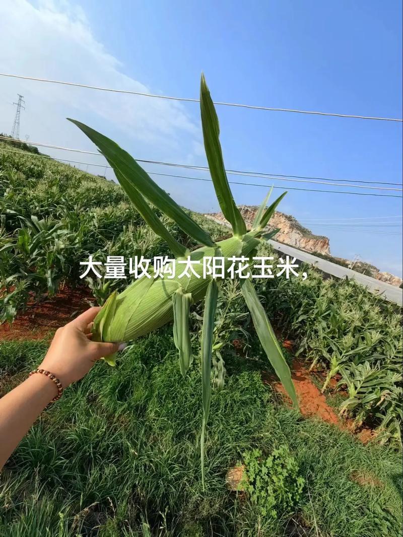 【太阳花水果玉米】对接批发商产地直供诚信经营