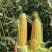 【太阳花水果玉米】对接批发商产地直供诚信经营