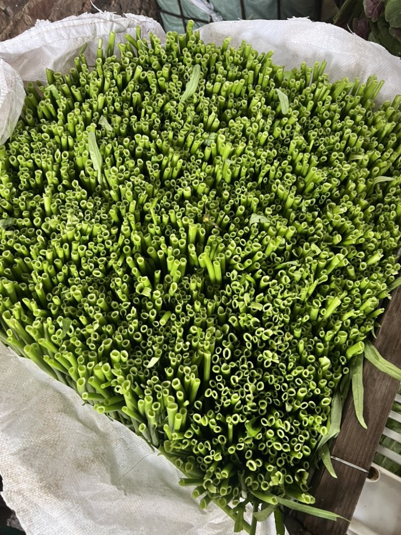 青根空心菜