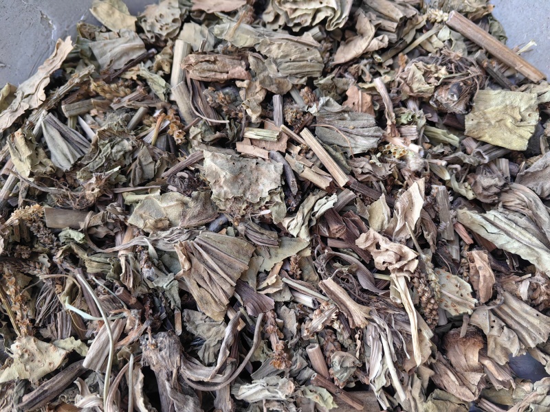 车前草颜色青优质无硫除尘牛舌草产地直销一手货源