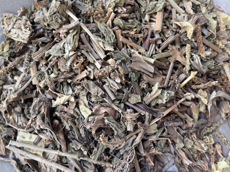 车前草颜色青优质无硫除尘牛舌草产地直销一手货源