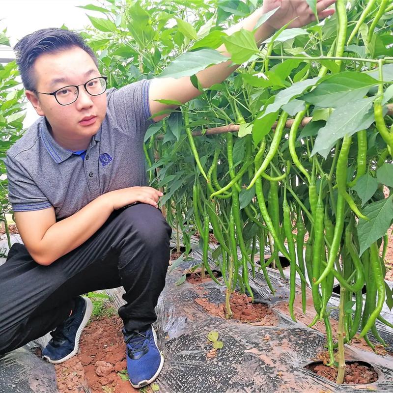 【实力牛商供应】线椒对接批发商产地直供