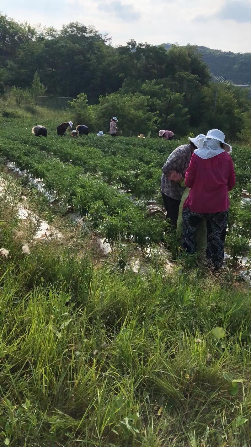 【实力牛商供应】线椒对接批发商产地直供