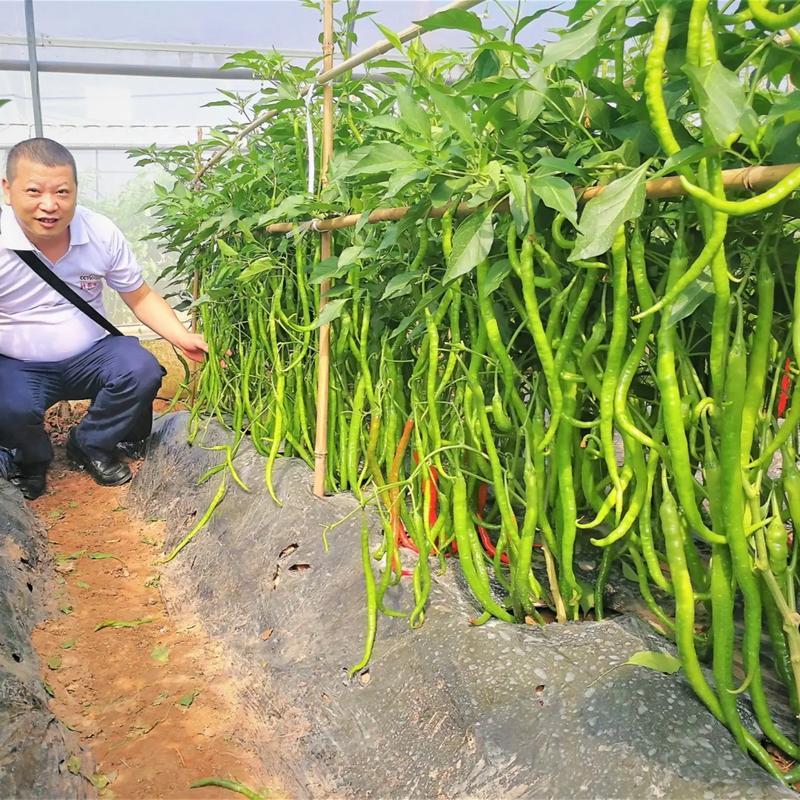 【实力牛商供应】线椒对接批发商产地直供