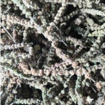 荆芥穗大量上市品质保证价格优惠支持视频看货欢迎来电