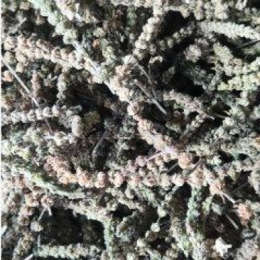 荆芥穗大量上市品质保证价格优惠支持视频看货欢迎来电