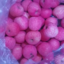 红富士苹果：欢迎江门附近城市的水果店，地摊零售合作拿货