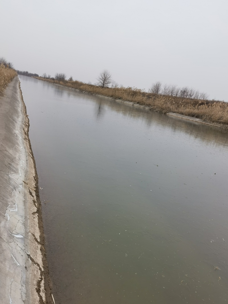 黄河边有400亩水面出租