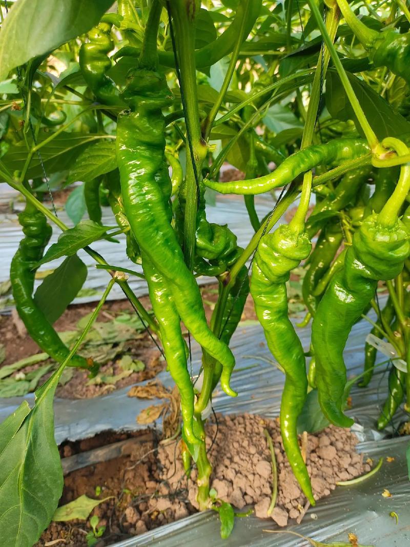 【实力牛商推荐】螺丝椒产地直供大量供应