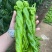 【实力牛商推荐】螺丝椒产地直供大量供应