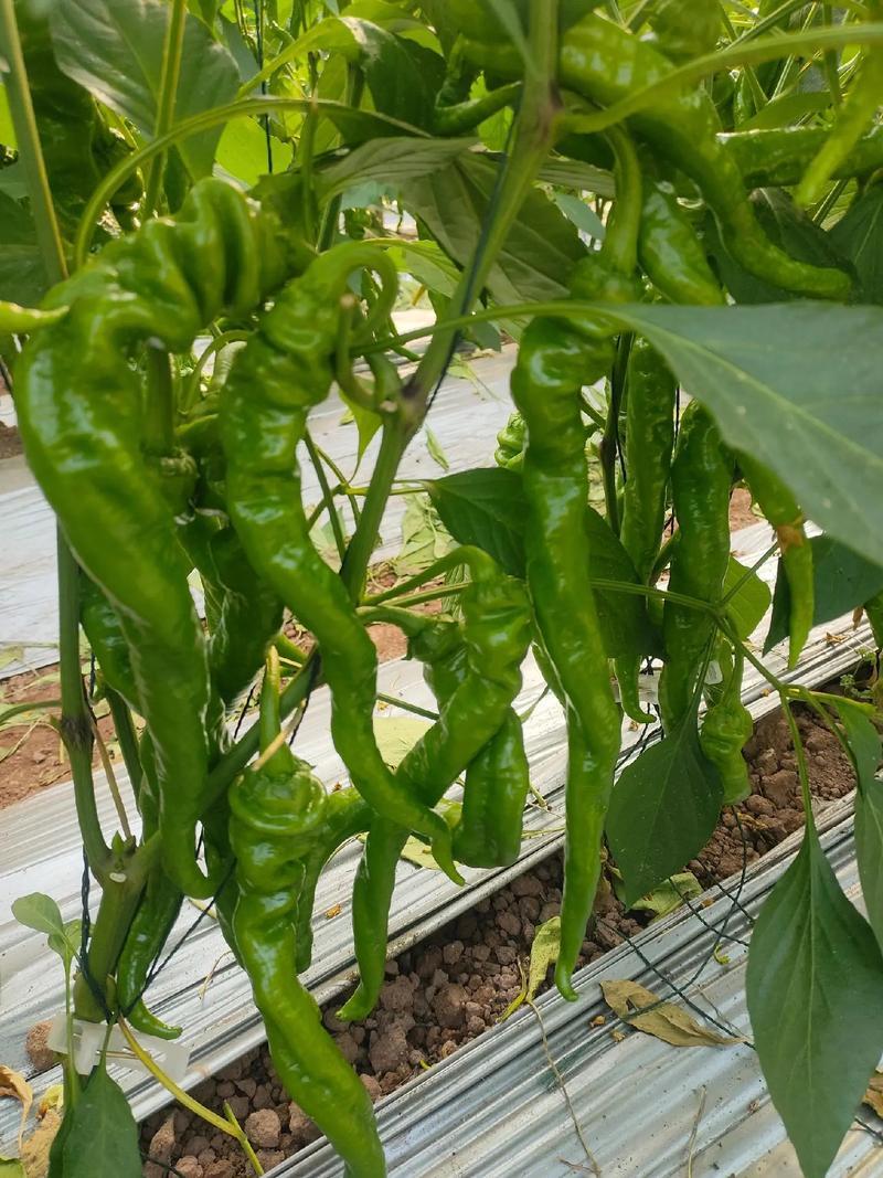 【实力牛商推荐】螺丝椒产地直供大量供应