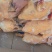 二级公鸡