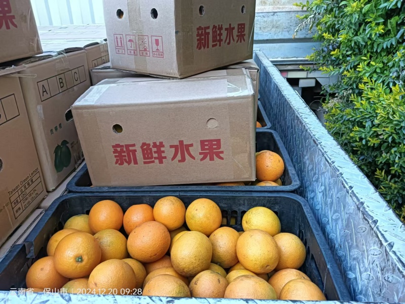 沃柑柑桔大量上市欢迎来电咨询洽谈业务
