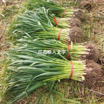 汉源红根蒜苗，香，嫩，红根，有几百万亩，