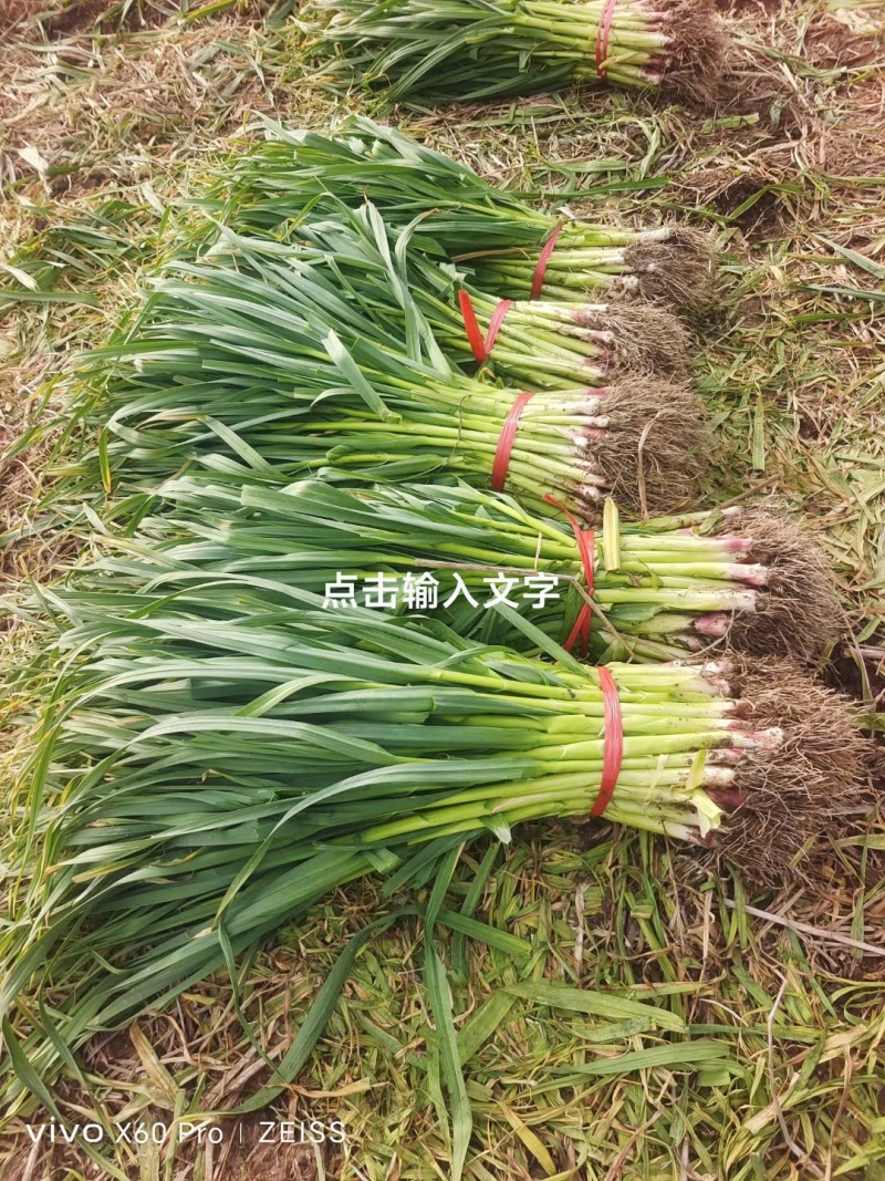 汉源红根蒜苗，香，嫩，红根，有几百万亩，