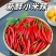 小米椒批发