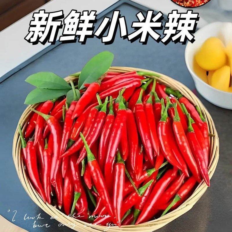小米椒批发