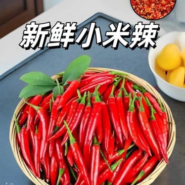 小米椒批发