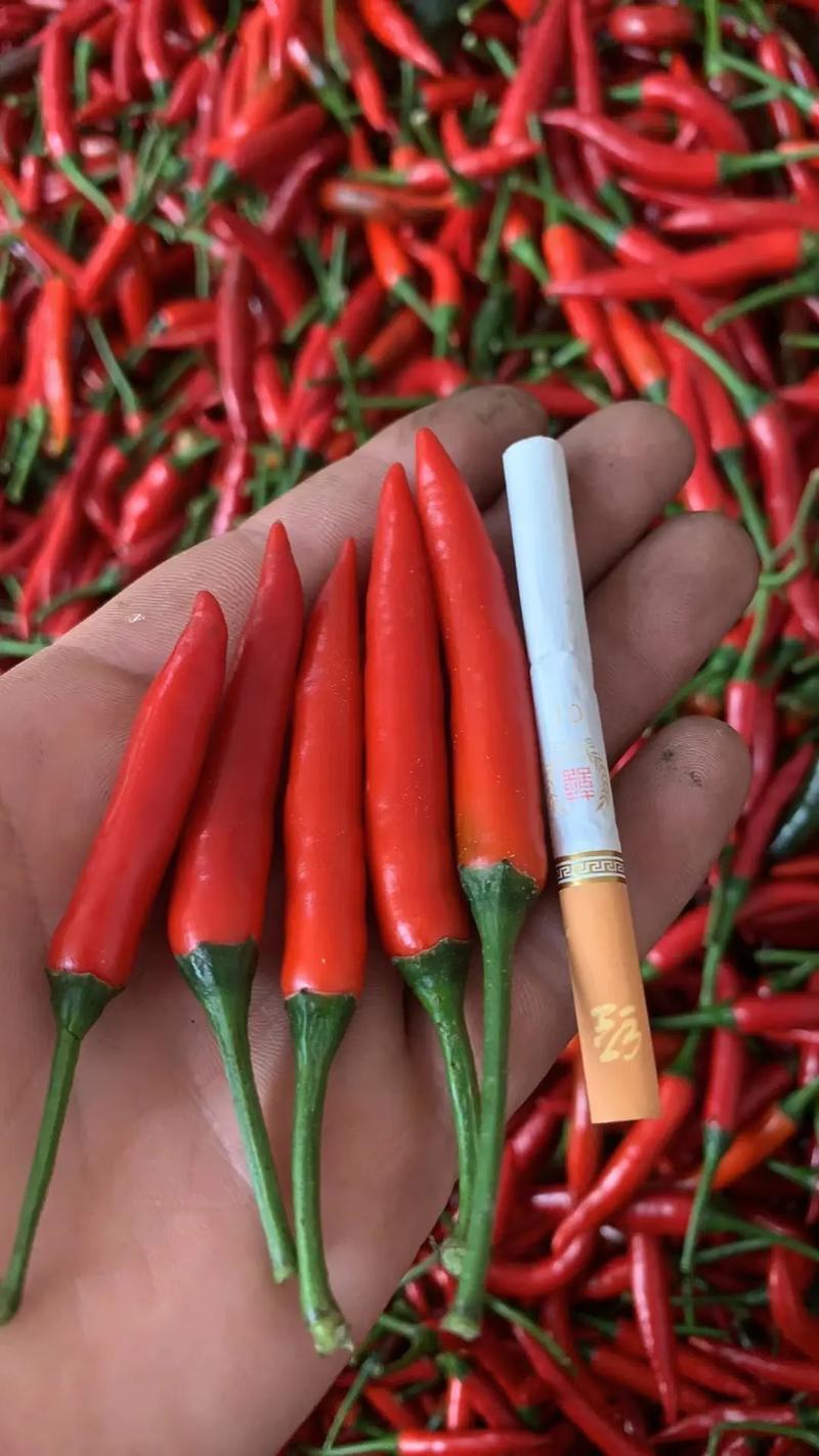 小米椒批发