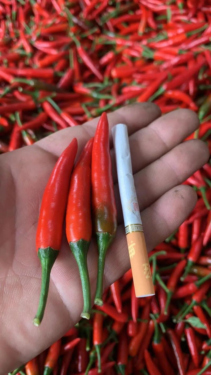 小米椒批发