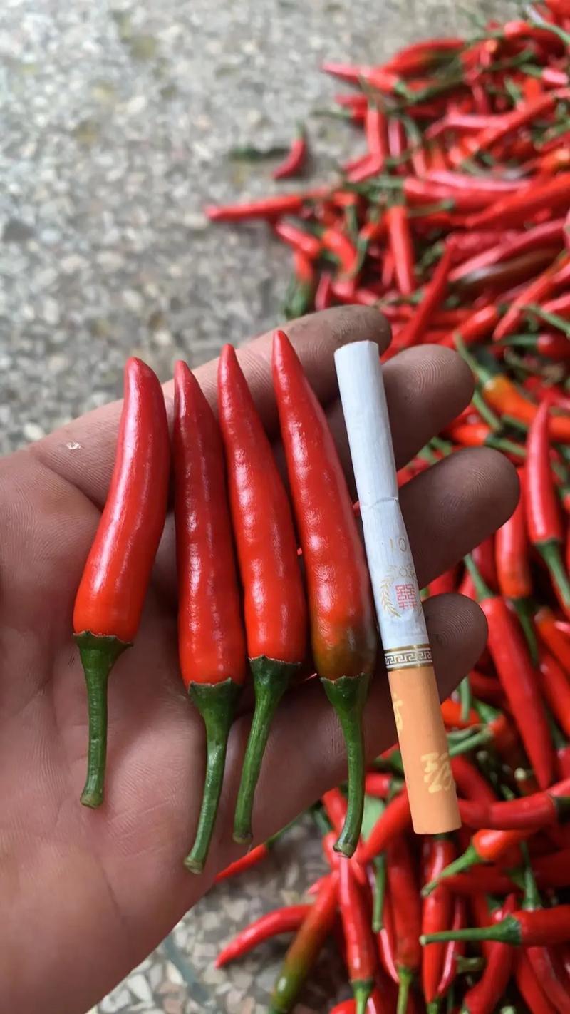 小米椒批发