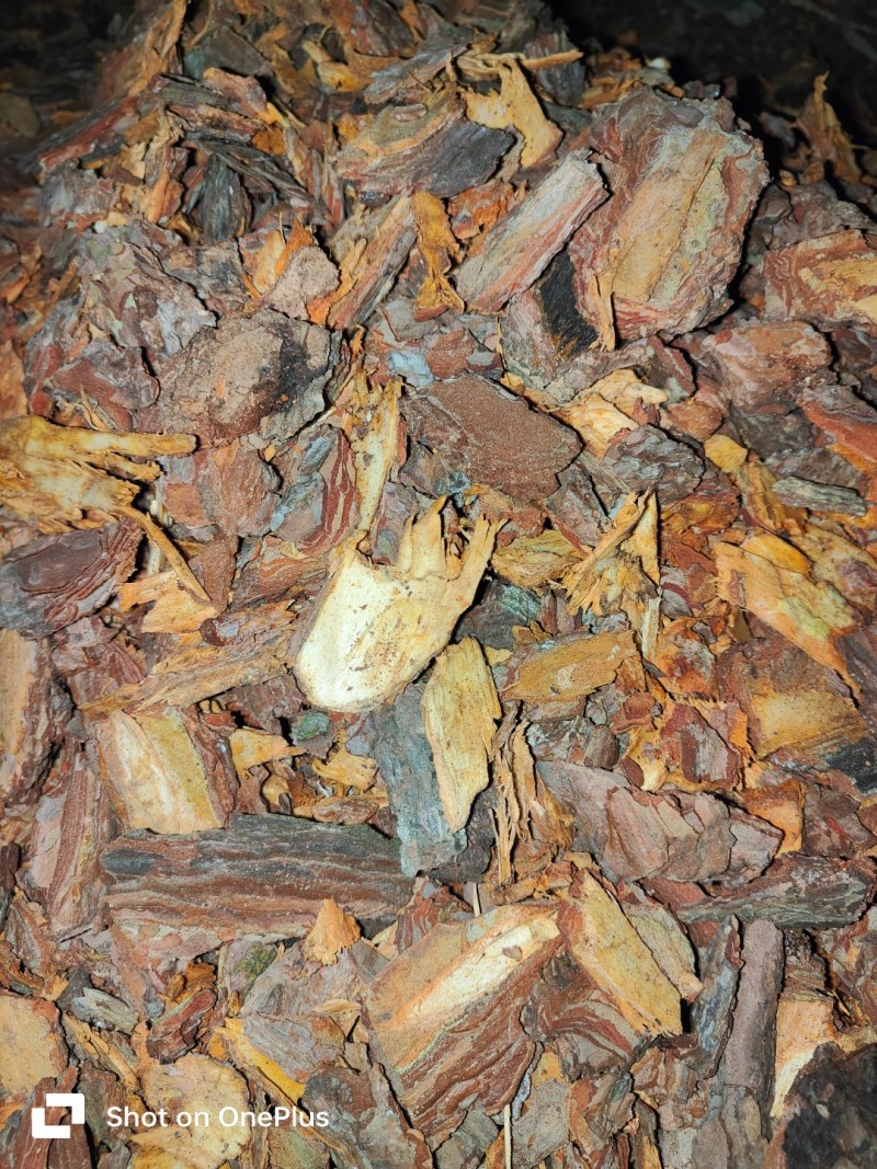 大量松树皮
