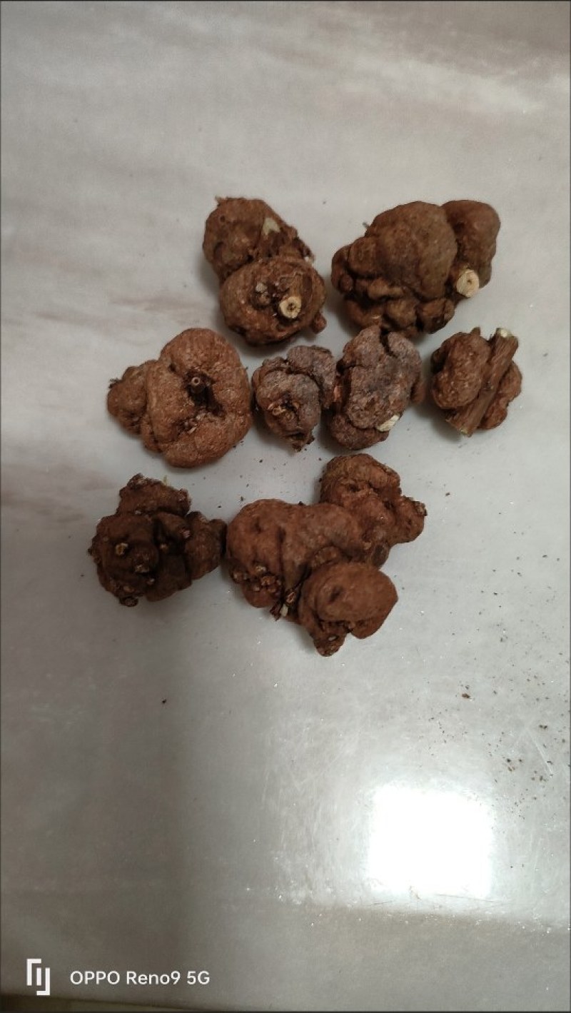 安徽中药材野生猫爪草小毛茛水洗猫抓草500克