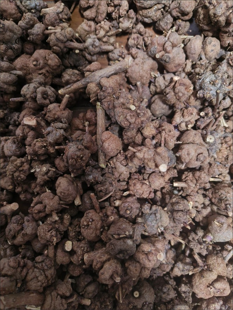 安徽中药材野生猫爪草小毛茛水洗猫抓草500克
