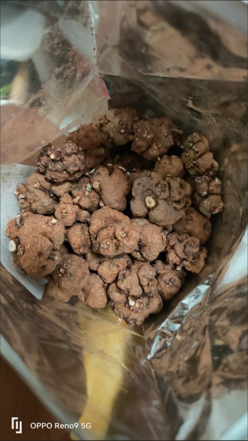 安徽中药材野生猫爪草小毛茛水洗猫抓草500克