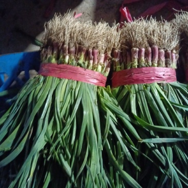 丰县红根蒜苗大量上市