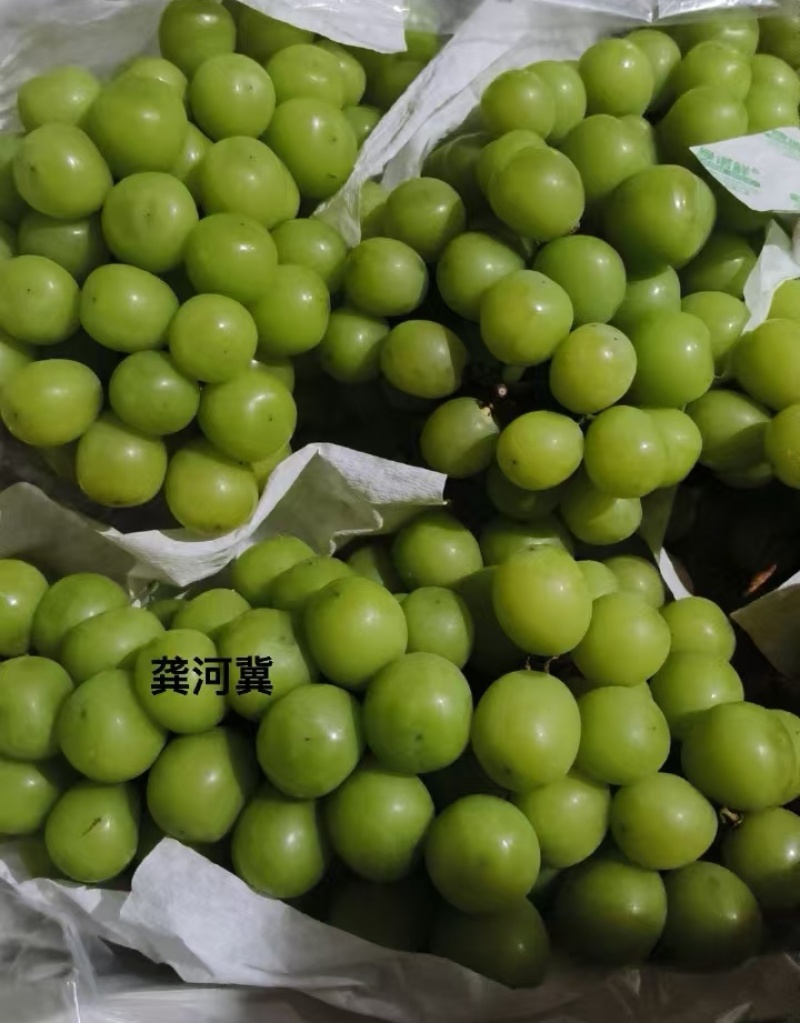 《现货随装》阳光玫瑰葡萄/晴王葡萄/基地现摘现发