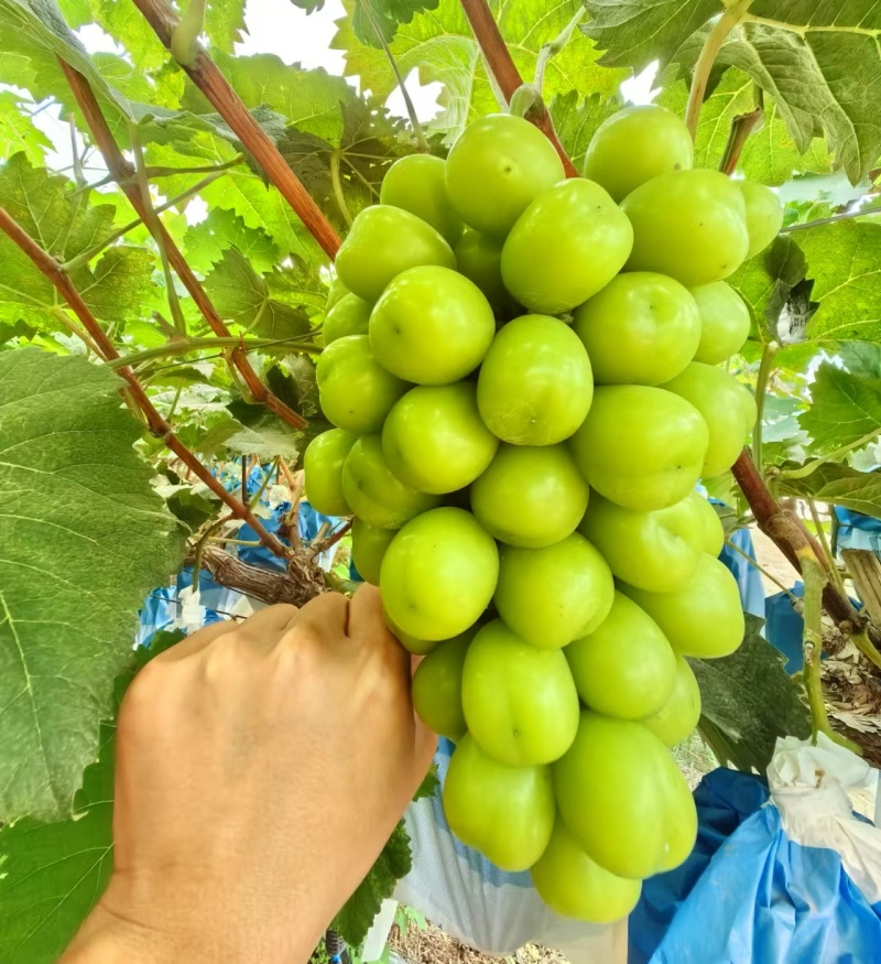 《现货随装》阳光玫瑰葡萄/晴王葡萄/基地现摘现发