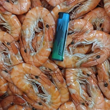 熟对虾、湿对、肉质饱满大对熟虾、一手货源