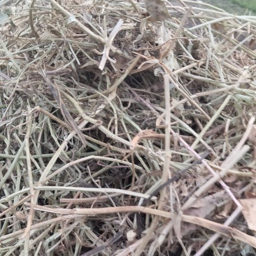 牛羊草料花生秧出售，无霉变
