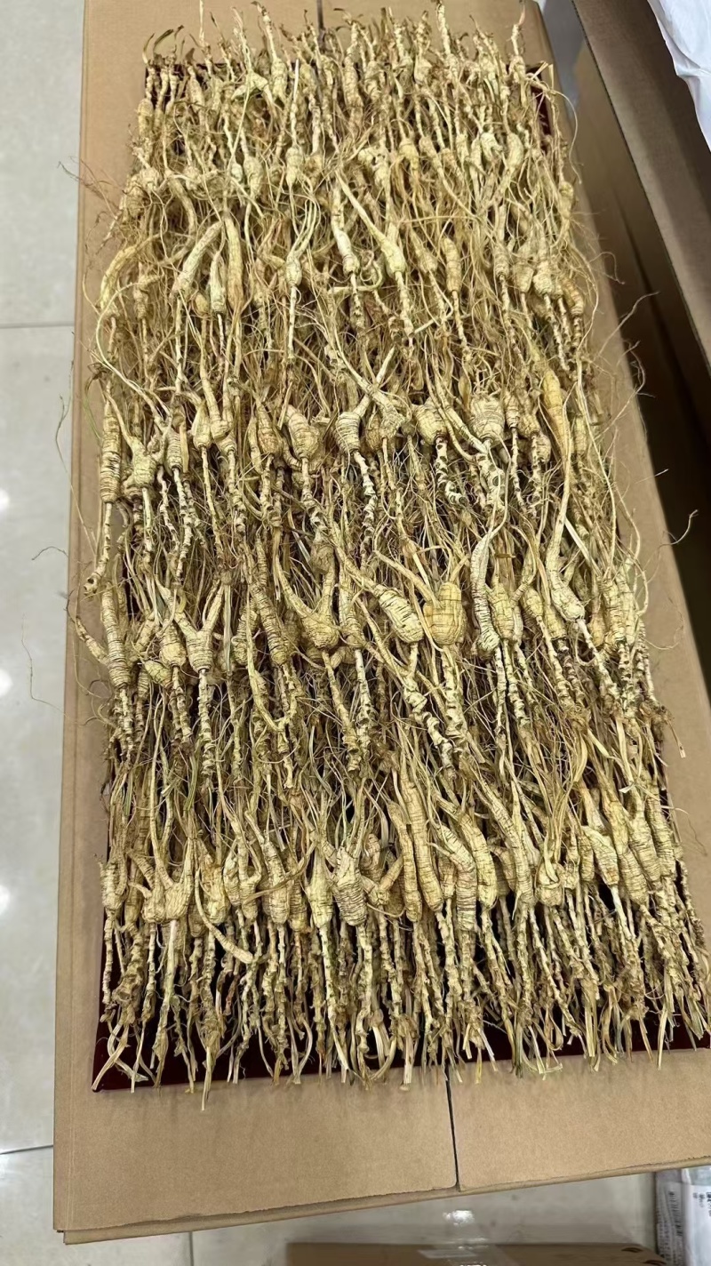 野播籽货单支1克重