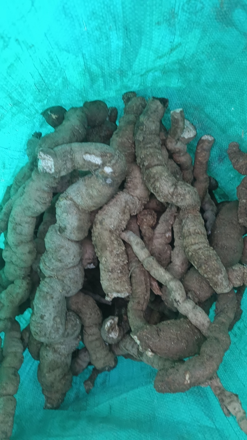 粉防几，每天500/1000斤野生鲜货