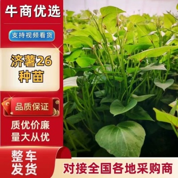 【热卖】优质供货济薯26红薯苗量大价格优惠