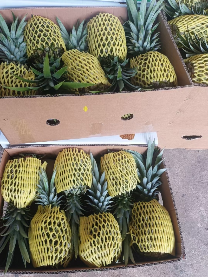 云南香水菠萝一手货源产地直发可一件代发可整车走货
