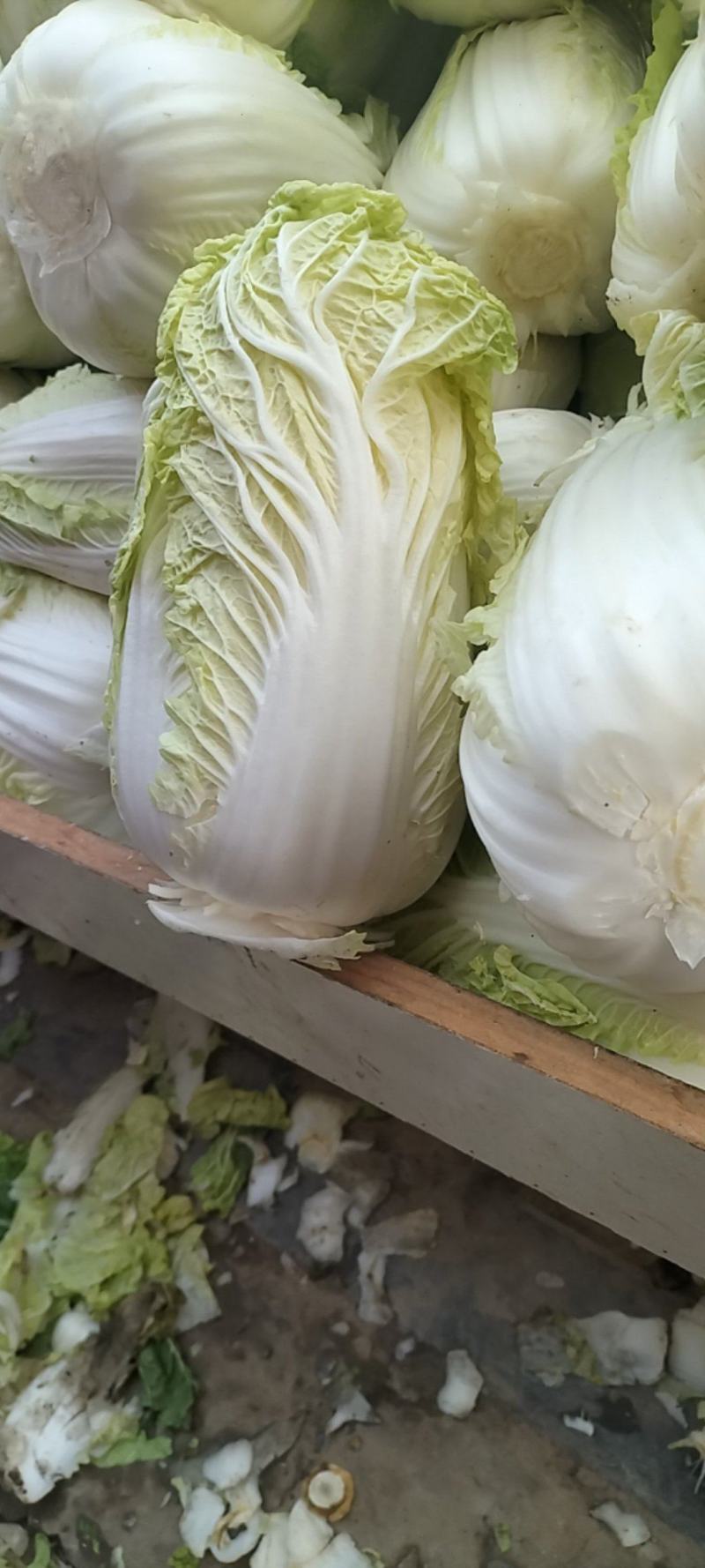 娃娃菜