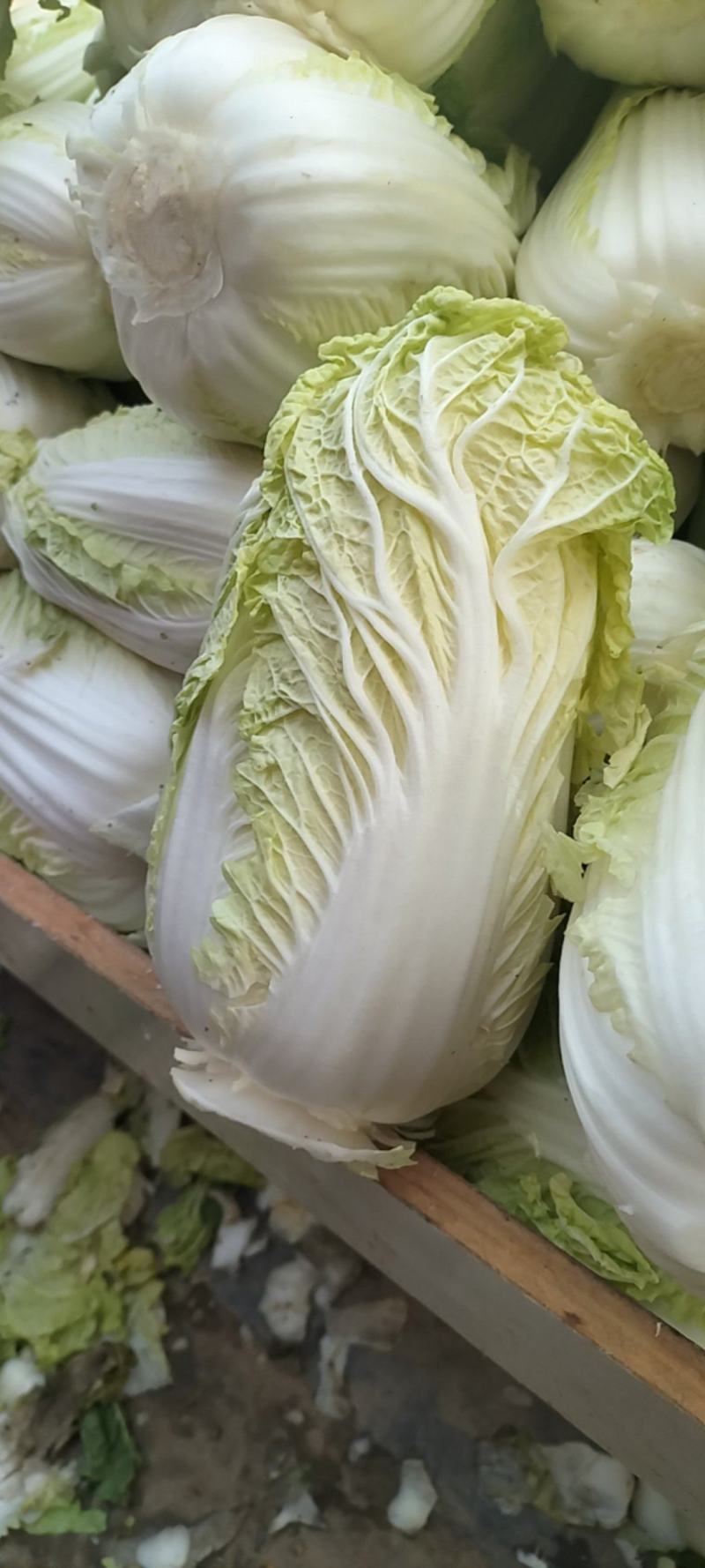 娃娃菜