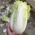 娃娃菜