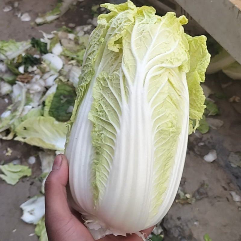 娃娃菜