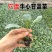 牛心甘蓝苗尖包苗穴盘带土全国发货